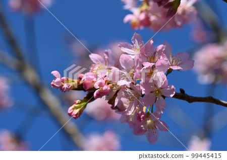 盛開櫻花在台灣 99445415