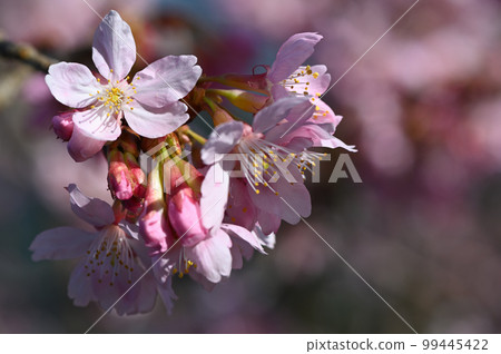 盛開櫻花在台灣 99445422