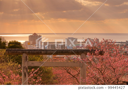 Nago City, Okinawa Prefecture The Ryukyu Kanhizakura that colors the torii of Nago Shrine in Nago Castle Park and the angel ladder that illuminates Nago Bay at dusk Nago City, Okinawa Prefecture The Ryukyu Kanhizakura that colors the torii of Nago Shrine in Nago Castle Park and the angel ladder that illuminates Nago Bay at dusk 99445427