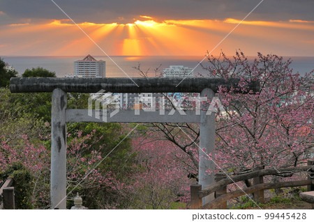 Nago City, Okinawa Prefecture: The Ryukyu Kanhizakura that colors the torii of Nago Shrine in Nago Castle Park, the path of the setting sun that illuminates Nago Bay, and the ladder of angels Nago City, Okinawa Prefecture: The Ryukyu Kanhizakura that colors the torii of Nago Shrine in Nago Castle Park, the path of the setting sun that illuminates Nago Bay, and the ladder of angels 99445428