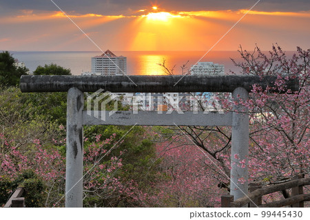 沖繩縣名護市：點綴名護城公園名護神社鳥居的琉球寒緋櫻、照亮名護灣的夕陽之路、天使之梯 99445430