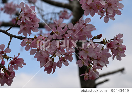 盛開櫻花在台灣 99445449