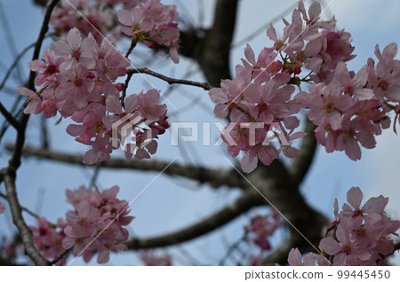 Blooming cherry blossoms in Taiwan 99445450