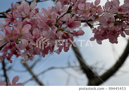 盛開櫻花在台灣 99445453