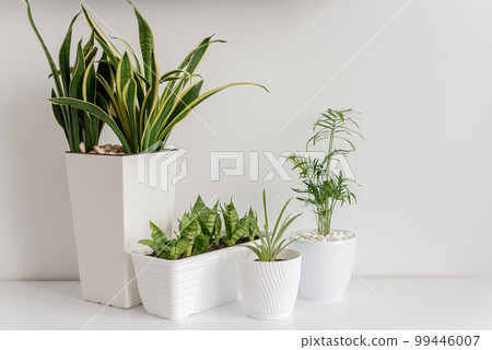 Stylish scandinavian interior with design commode and beautiful composition of plants in different hipster pots. Modern home decor. Gray background wall. Minimalistic concept. Template. Home garden. 99446007