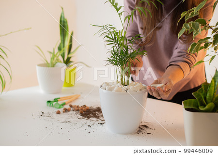 hands plant a plant in a new pot. Home gardening and care. Using expanded clay for transplanting plant. Hands holding expanded clay. Preparation for transplanting or repotting room plant. 99446009