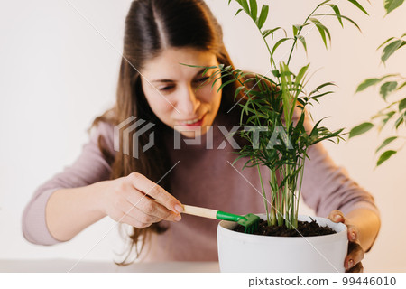 hands plant a plant in a new pot. Home gardening and care. Using expanded clay for transplanting plant. Hands holding expanded clay. Preparation for transplanting or repotting room plant. hands plant a plant in a new pot. Home gardening and care. Using expanded clay for transplanting plant. Hands holding expanded clay. Preparation for transplanting or repotting room plant. 99446010