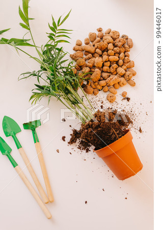 hands plant a plant in a new pot. Home gardening and care. Using expanded clay for transplanting plant. Hands holding expanded clay. Preparation for transplanting or repotting room plant. hands plant a plant in a new pot. Home gardening and care. Using expanded clay for transplanting plant. Hands holding expanded clay. Preparation for transplanting or repotting room plant. 99446017