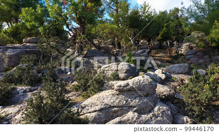 Exotic plants and trees growing among rocks in mountains. Beautiful landscape of the grey rocks and evergreen trees. Exotic plants and trees growing among rocks in mountains. Beautiful landscape of the grey rocks and evergreen trees. 99446170