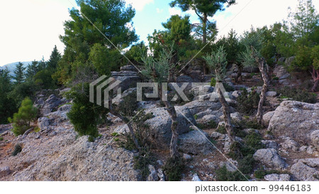 Different kinds of evergreen trees growing among stones. Geological site at Turkey. Different kinds of evergreen trees growing among stones. Geological site at Turkey. 99446183