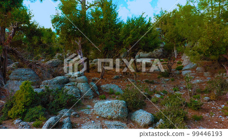 Gray stones and various evergreen trees growing at tropical area. Beautiful nature scenery. 99446193