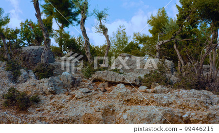 Close up of evergreen trees growing on a mountain covered with stones. Tropical scenery. Close up of evergreen trees growing on a mountain covered with stones. Tropical scenery. 99446215