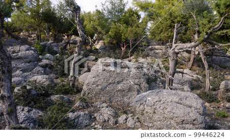 Beautiful landscape of the grey rocks and green trees on a summer day. Wild nature background. Beautiful landscape of the grey rocks and green trees on a summer day. Wild nature background. 99446224