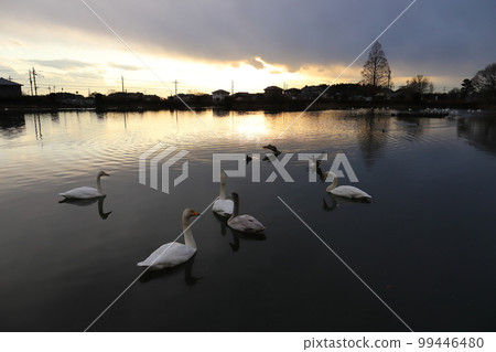 Ibaraki Naka Ichinoseki Reservoir Water Park Flying Swans Ibaraki Naka Ichinoseki Reservoir Water Park Flying Swans 99446480