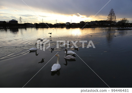 Ibaraki Naka Ichinoseki Reservoir Water Park Flying Swans Ibaraki Naka Ichinoseki Reservoir Water Park Flying Swans 99446481