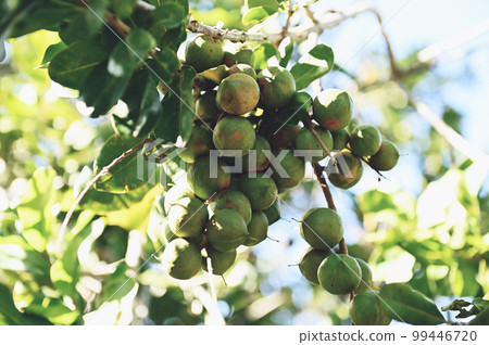 macadamia nuts on macadamia tree plant, fresh natural raw macadamia nuts in garden, planting macadamia nut fruit waiting for the harvest seeds 99446720