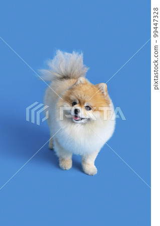 a cute pomeranian dog a cute pomeranian dog 99447328