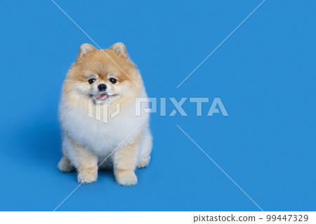 a cute pomeranian dog a cute pomeranian dog 99447329