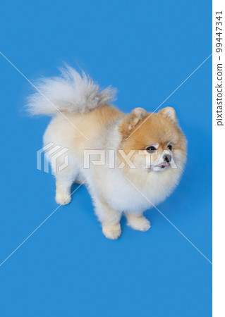 a cute pomeranian dog a cute pomeranian dog 99447341