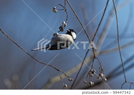 A titmouse foraging on the remaining gobies A titmouse foraging on the remaining gobies 99447342