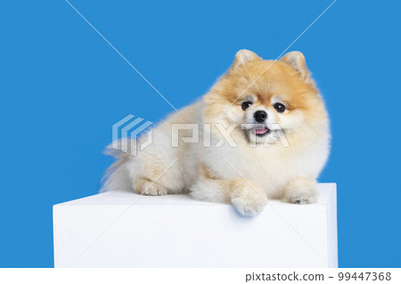 pomeranian dog on the platform pomeranian dog on the platform 99447368