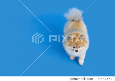 a cute pomeranian dog a cute pomeranian dog 99447369