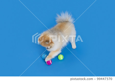 toy and pomeranian dog toy and pomeranian dog 99447370