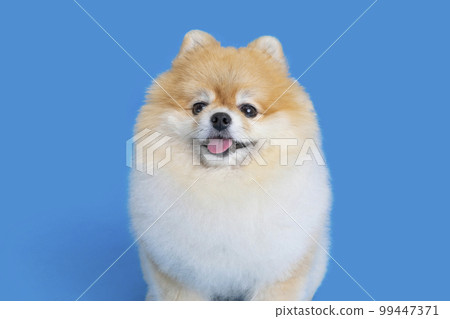 a cute pomeranian dog a cute pomeranian dog 99447371