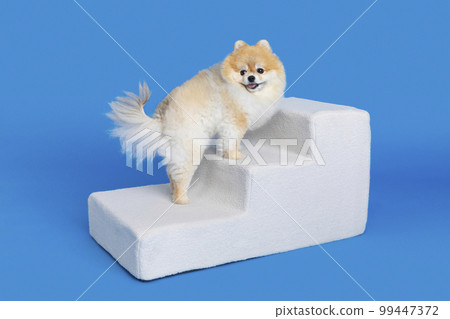 cute pomeranian dog using pet steps cute pomeranian dog using pet steps 99447372