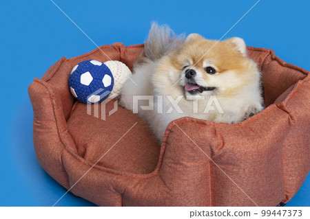 cute pomeranian dog lying on a cushion pillow cute pomeranian dog lying on a cushion pillow 99447373