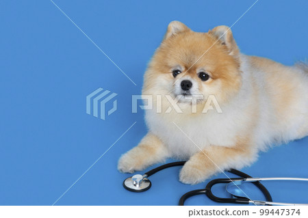 cute pomeranian dog and stethoscope, pet medical concept cute pomeranian dog and stethoscope, pet medical concept 99447374