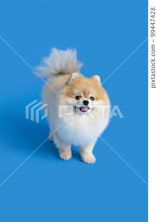 a cute pomeranian dog 99447428