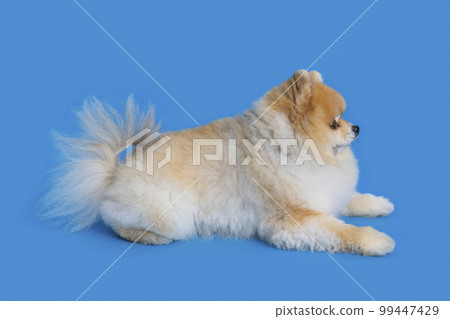 a cute pomeranian dog a cute pomeranian dog 99447429