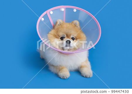cute pomeranian dog with a collar accessory cute pomeranian dog with a collar accessory 99447430