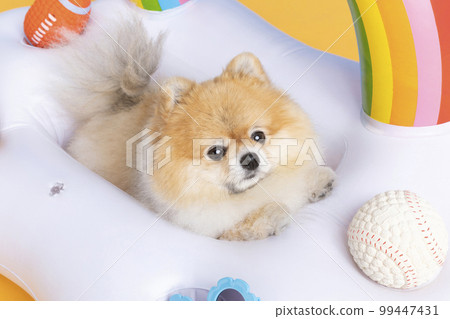 a cute pomeranian dog with trip objects, pet travel concept a cute pomeranian dog with trip objects, pet travel concept 99447431