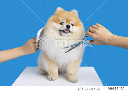 grooming pomeranian dog grooming pomeranian dog 99447451