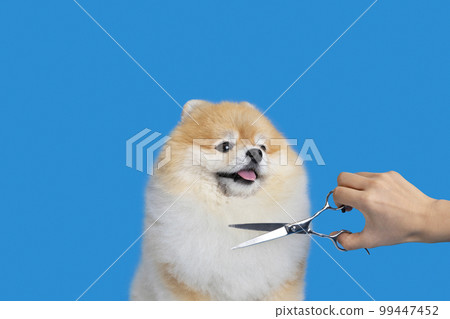 grooming pomeranian dog grooming pomeranian dog 99447452