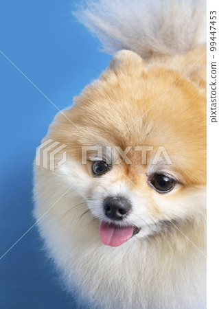 a cute pomeranian dog a cute pomeranian dog 99447453