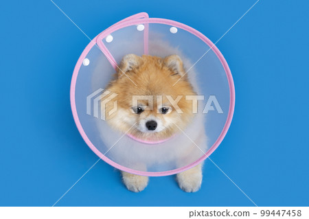 cute pomeranian dog with a collar accessory cute pomeranian dog with a collar accessory 99447458