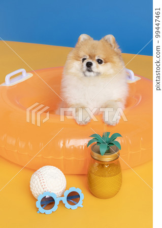 a cute pomeranian dog with trip objects, pet travel concept a cute pomeranian dog with trip objects, pet travel concept 99447461
