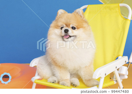 a cute pomeranian dog with trip objects, pet travel concept a cute pomeranian dog with trip objects, pet travel concept 99447480