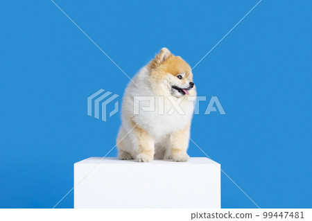 pomeranian dog on the platform pomeranian dog on the platform 99447481