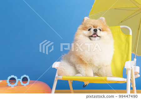 a cute pomeranian dog with trip objects, pet travel concept a cute pomeranian dog with trip objects, pet travel concept 99447490