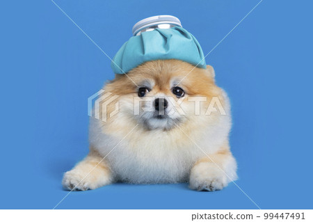 cute pomeranian dog with fever, cold shot with ice bag cute pomeranian dog with fever, cold shot with ice bag 99447491
