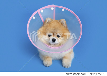 cute pomeranian dog with a collar accessory 99447515