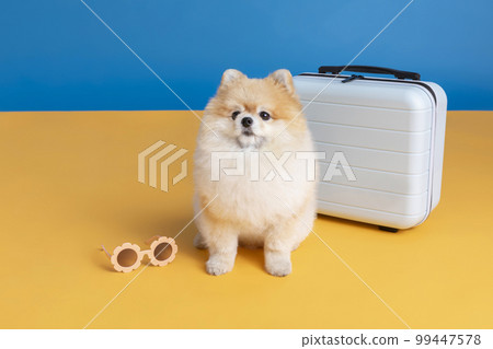 preparing for a trip with pet, a cute pomeranian dog 99447578