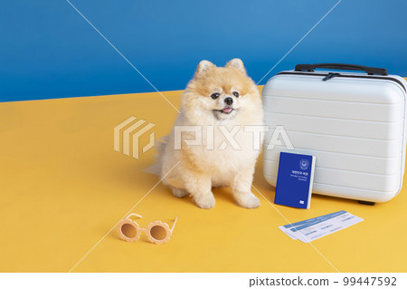 preparing for a trip with pet, a cute pomeranian dog preparing for a trip with pet, a cute pomeranian dog 99447592