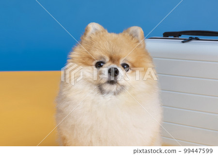 preparing for a trip with pet, a cute pomeranian dog 99447599