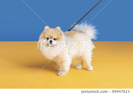 a cute pomeranian dog with lead, leash a cute pomeranian dog with lead, leash 99447623