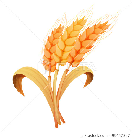 Wheat spikelet, grain on straw in cartoon style, detailed isolated on white background. Agriculture plant with seeds 99447867
